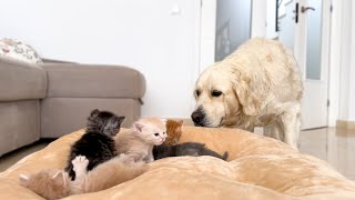 Golden Retriever Reacts to Baby Kittens in his Bed [upl. by Mcmillan]