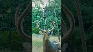 Put those big velvets where you want them with a HempScent Rope System 🦌 deerhunting bowhunting [upl. by Nillok]