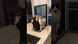 Oriental Shorthair cats The Fabulous Four [upl. by Nuahsal827]