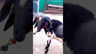 Ibrahim Bhai’s BOLT  Karnataki Menda at M Pathan Goat Farm Mumbai [upl. by Nedyrb758]