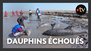 17 grands dauphins échoués sur lîle de Ré [upl. by Blaire]