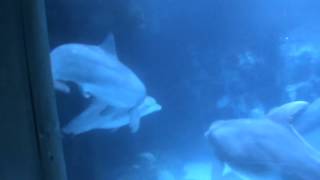 Dolphin Mating Behavior  SeaWorld Orlando [upl. by Siravart620]