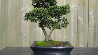 WOW  Ilex Holly Bonsai Tree [upl. by Euseibbob]