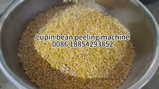 2024 best sell Lupin bean peeling machine soyabean peeler in koreaGermany [upl. by Barbette895]