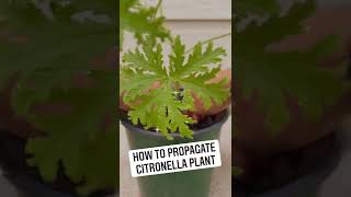 How to Propagate Citronella Plant [upl. by Lubeck]