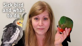 Symptoms of a sick bird and what to do before going to your avian vet [upl. by Egiedan]