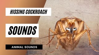 The Animal Sounds Hissing Cockroach Sounds  Sound Effect  Animation [upl. by Enilrae]