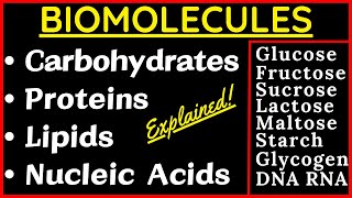 Biomolecules Carbohydrate Glucose Sucrose Protein Nucleic Acid DNA RNA Lipid Cholesterol Steroid Fat [upl. by Odraode]