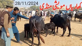 kharian Moweshi Mandi 28 Nov 2024 funny videojanwarmandi pkShazar Riaz official [upl. by Zaneski]