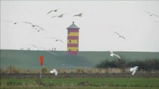 Pilsumer Leuchtturm von Wildgänsen und Möwen umschwärmt Ostfriesland Krummhörn [upl. by Kcirderf]