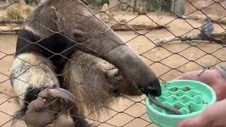 November 29  Giant Anteater [upl. by Nay158]