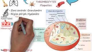 THROMBOCYTES  Plaquettes [upl. by Brentt108]