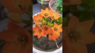 Chinchi Rinchi Ornithogalum Dubium 🏵️ shorts [upl. by Mueller]