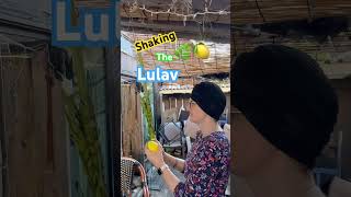 Lulav amp Etrog  farm sukkot lulav jewish sukkah jewishholiday israel mitzvah happysukkot [upl. by Etam]