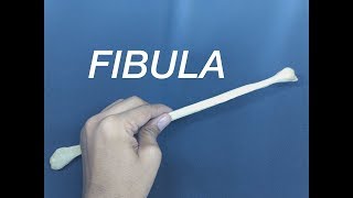 FIBULA  GENERAL FEATURES AND ATTACHMENTS [upl. by Sivi886]