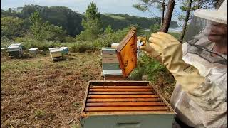 ABEJAS 🐝🐝🐝🐝 RECOLOCANDO MEDIAS ALZAS NO TERMINAN DE OPERCULAR 🐝🐝 [upl. by Idaline]