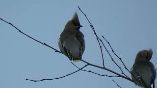 231201 RSPB Saltholme [upl. by Phoebe]