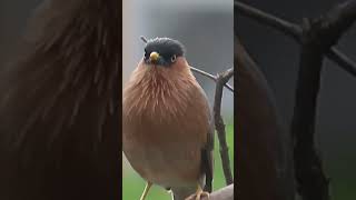 Brahminy starling [upl. by Avitzur]