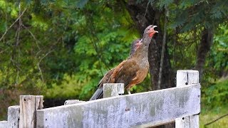 NATURE SINGERS CHACO CHACHALACA sounds ORTALIS CANICOLLIS ARACUÃDOPANTANAL Wild birds free [upl. by Trula]