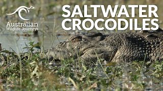 Saltwater Crocodiles in Australia  Australian Wildlife Journeys [upl. by Aihsenrad936]