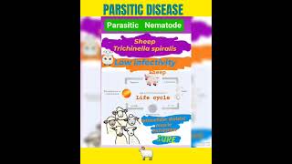 Trichinosis in sheep🤔Trichinella spiralis foodborne helminthicMuscle👍Parasitology👍🔬✅ [upl. by Geithner]