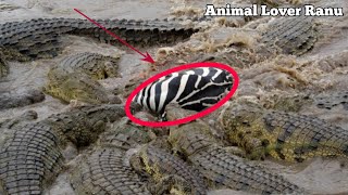 Masai Mara River Crossing MigrationCrossing of Zebra Across the CrocodileInfested Mara River [upl. by Suilienroc]