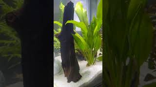 Superfish QuibiQ 60 pro Planted Aquarium Guppies Cherry Shrimp Corys Platys [upl. by Malvie]