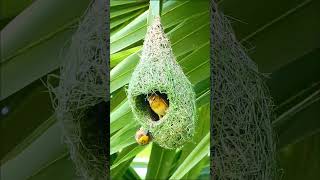 Rare Weaver Bird NESTING Watch Wildlife Documentary for Bird Enthusiasts birds birdhome [upl. by Roma]