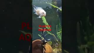 PLANTED AQURIUM POLLER PARROT [upl. by Nezah350]