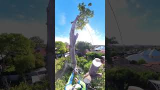 Dismantling an Illawarra Flame TreeBrachychiton Acerifolius arborist treeclimbing stihl [upl. by Anilemrac203]