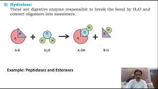 Chapter 2  First year Biology  Enzymes  Part 13  Classification of enzymes  Sindh Text Board [upl. by Ennayoj]