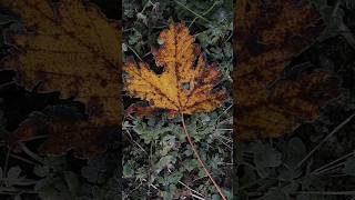 Amazing transition from Spring to Winterautumn snow vlog nature slowliving simplelife calm [upl. by Anoyet]