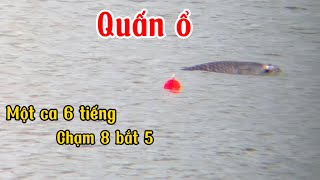 Câu lục Câu một ca sáu tiếng quấn ổ trắm đen chạm 8 con Hồ câu Tân Mỹ [upl. by Galang]