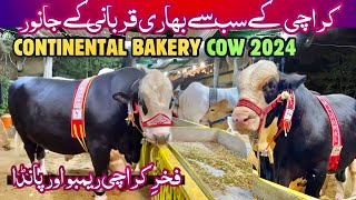 Continental Bakery Cow 2024  Heavy Bull Of Karachi Rambo  Eid Ul Adha  Cow Mandi [upl. by Humberto108]