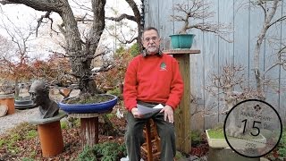 Japanese Maple Bonsai techniques William Valavanis [upl. by Kere]