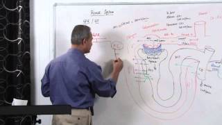 Renal System GFR Glomerular Filtration Rate 314 [upl. by Firman]