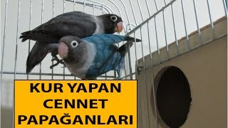 Kur Yapan Cennet Papağanı [upl. by Elbys566]