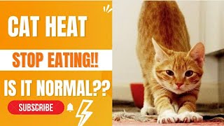 Cat heat  stop eating anything what to do catheat ayon catmatting [upl. by Dasi619]