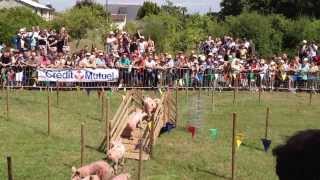 course de cochons [upl. by Sherurd300]