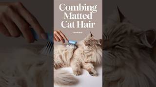 how to combing matted cat hair cats cat kittens kittyrescuee6621 [upl. by Delmore349]