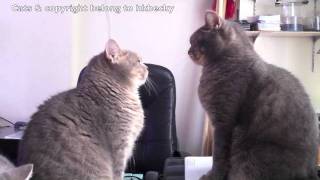 Cute Cats playing Patty Cake Part 3 [upl. by Navetse]