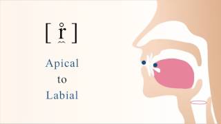 r̼̊  unvoiced apical labial trill [upl. by Aicinat518]