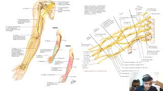 Anatomi Genue Articulation Plexus Brachialis dan Otot Regio Dorsum Ekstremitas Superior [upl. by Ralyks]