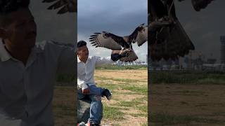 Amazing Training Changeable Hawk Eagle 🦅 amazing eagle [upl. by Yarg]