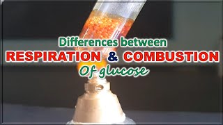 Differences between respiration and combustion of glucose [upl. by Nevada]