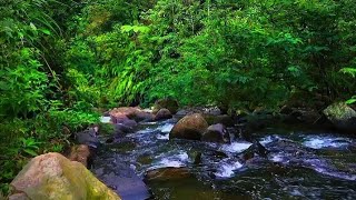 Beautiful Forest River Flowing Water Birds Chirping white noise Nature Sounds for Sleeping [upl. by Huebner]