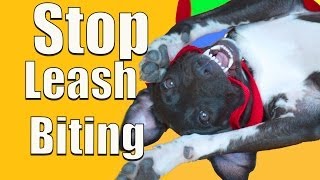 How To Stop PUPPY BITING on a Leash [upl. by Alyahsal847]