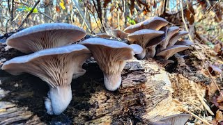 Pleurotus ostreatus bukovača  Beograd 11122023 [upl. by Adnwahs]