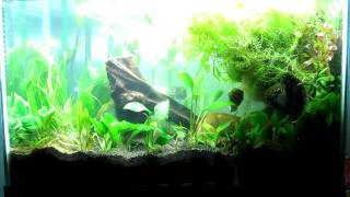 20g planted tank with Laetacara thayeri [upl. by Allit]