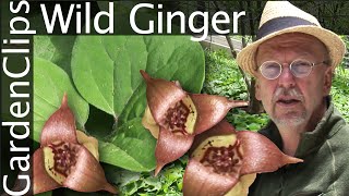 Wild Ginger  Asarum canadense  Grow Wild Ginger [upl. by Giarla]